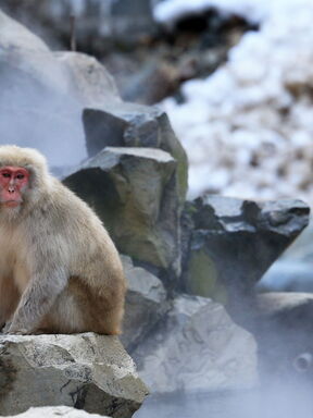 Japan – Winterliche Fotoreise zu seltenen Wildarten