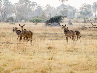 Botswana & Simbabwe – Begegnung von Wüstenzauber und Wasserwelt