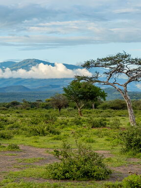Tansania – Safari, Krater und Strandparadies