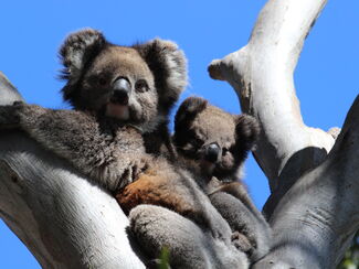Australien – Entdeckungsreise entlang der Ostküste