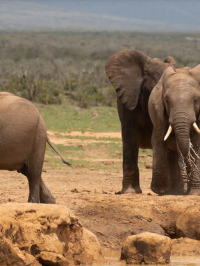 Addo – Big Five, Garden Route und Kapstadt