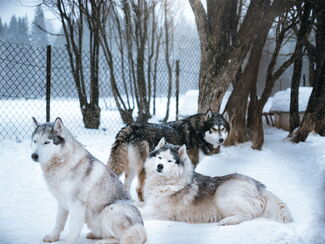 Finnland – Lappland: Husky‑Wintertraum für sportliche Reisende