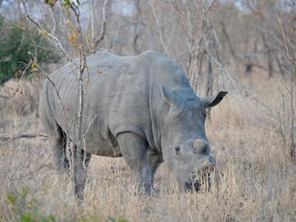 Matobo – Safari & Kultur in Simbabwe