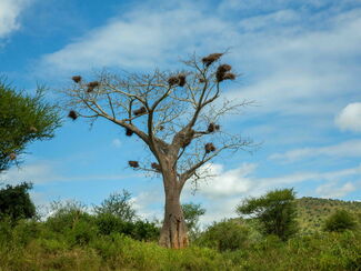 Madagaskar – Insel der Baobabs und Lemuren