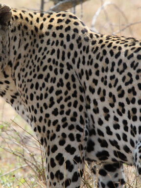 Limpopo – Safari von Etosha zu Victoriafällen & Blyde River Canyon