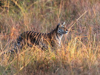 Indien – Tigerträume in Madhya Pradesh und Maharashtra