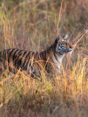 Indien – Tigerträume in Madhya Pradesh und Maharashtra