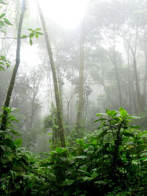 Monteverde – Nebelwald trifft karibisches Meer