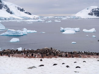Antarktis – Eisige Faszination im Reich der Pinguine