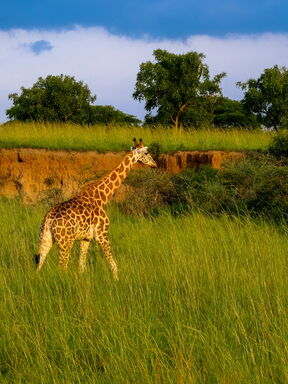 Sokotra – Naturparadies am Horn von Afrika