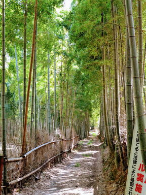 Japan – Urwald, Pilgerwege und Fuji-Gipfel