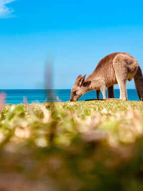 Australien ENTDECKEN – Natur und Küste zwischen Perth und Darwin