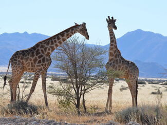 Namibia – Etosha, Sossusvlei & Küste