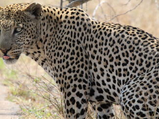 Limpopo – Safari von Etosha zu Victoriafällen & Blyde River Canyon