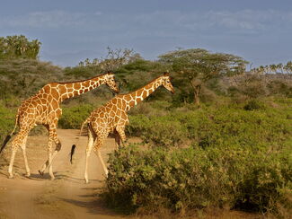 Kenia – Naturerlebnis von Samburu bis Kilimanjaro