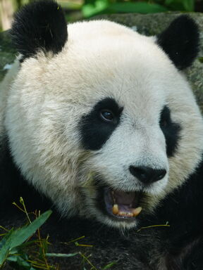 China PUR – Pandas, Terrakotta und schwebende Berge