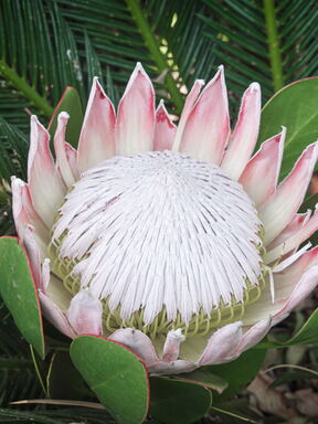 Südafrika – Königreich der Protea