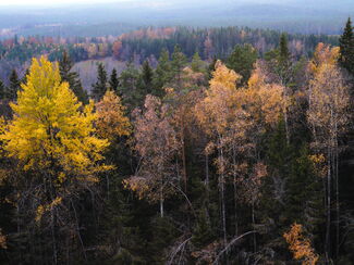 Finnland – Herbstzauber in der Wilden Taiga