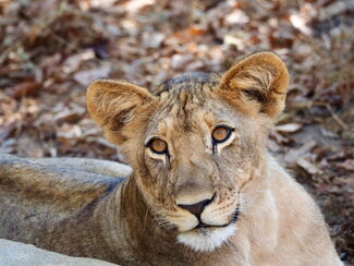 Sambia – Fotografie zwischen Luangwa und Sambesi