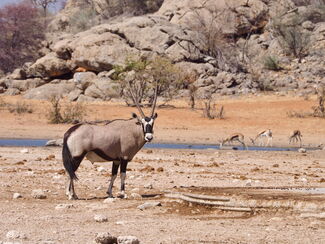 Namibia, Botswana & Simbabwe – Tierwelt intensiv erleben
