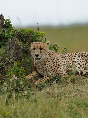 Kenia PUR – Safari von der Masai Mara zum Indischen Ozean