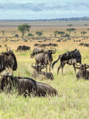 Masai Mara – Safari‑Faszination in Kenia und Tansania