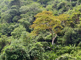 Kongobecken – Regenwald‑Entdeckertour durch Republik Kongo, DR Kongo & ZAR