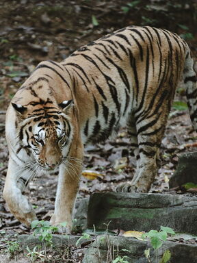 Nepal – Wildnis und Kulturschätze