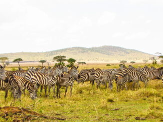 Unsterbliche Serengeti – Naturerlebnis in Tansania