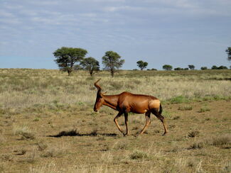 Rundreise durch Südafrika, Namibia, Botswana und Simbabwe