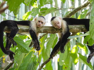 Panama – Vogelparadies im Herzen Mittelamerikas
