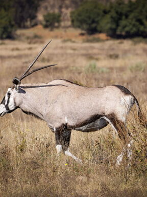 Namibia – Kalahari‑Erlebnis und Tierreich vom Etosha