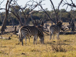 Sambia, Namibia & Botswana – Mitmach‑Erlebnisreise