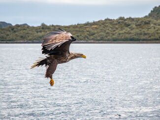 Norwegen – Seeadler-Fotografie im Herzen der Fjorde