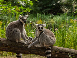 Madagaskar – Lemurenparadies und wilde Landschaften