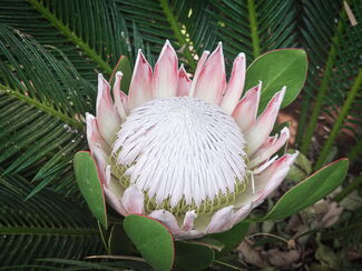 Südafrika – Königreich der Protea