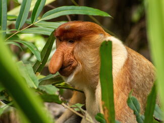 Malaysia – Borneo Entdeckertour
