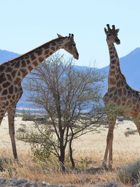 Namibia – Etosha, Sossusvlei & Küste
