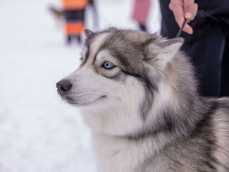 Mittelschweden – Husky‑Sterntour im Hochfjäll