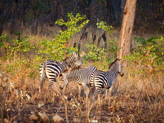 Sambia & Malawi – Auf Livingstones Spuren
