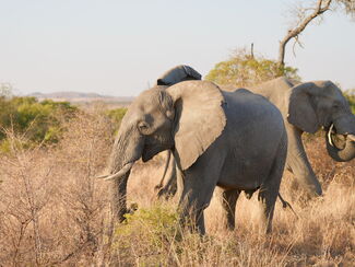 Südafrika erleben – Big Five, Garden Route & Tafelberg