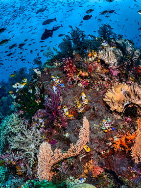 Indonesien – Sumatra & Sulawesi: Begegnung mit den Waldprimaten