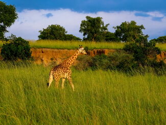 Sokotra – Naturparadies am Horn von Afrika